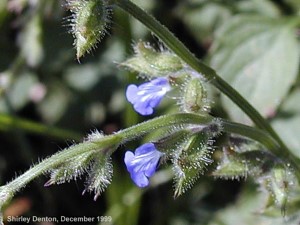 Salvia misella