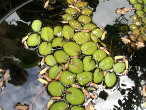 Salvinia molesta