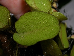 Salvinia molesta