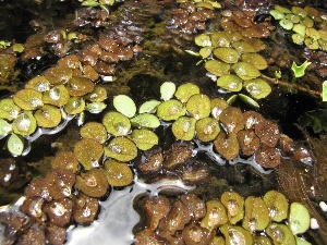 Salvinia molesta