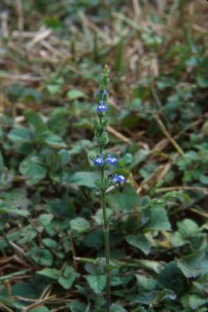 Salvia occidentalis