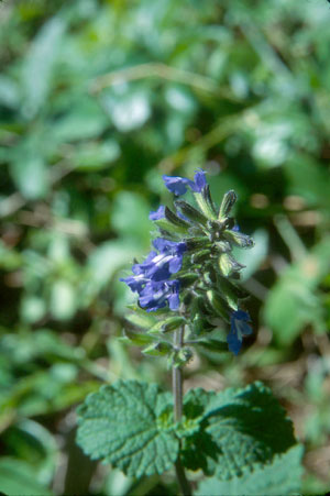 Salvia serotina