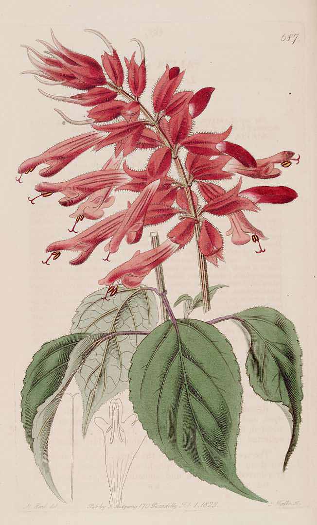 Salvia splendens