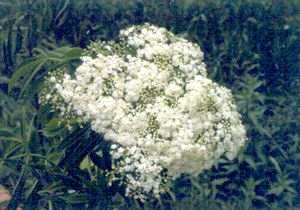 Sambucus nigra