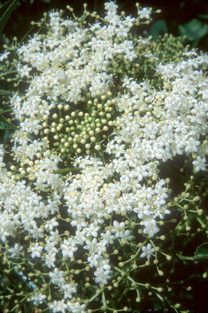 Sambucus nigra