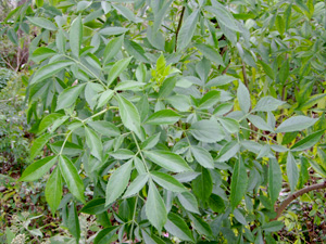 Sambucus nigra