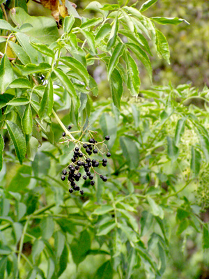 Sambucus nigra