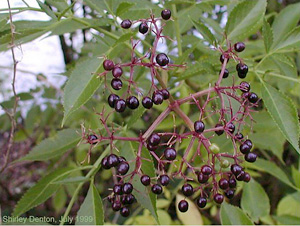 Sambucus nigra