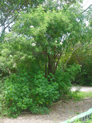 Sambucus nigra