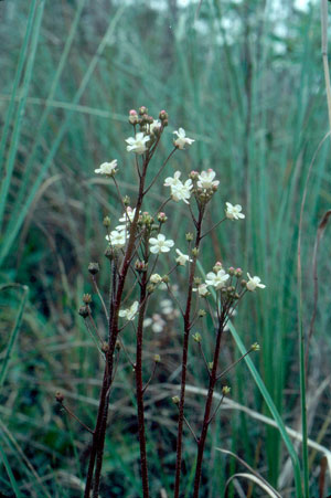 Samolus ebracteatus