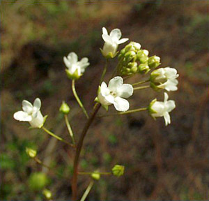 Samolus ebracteatus