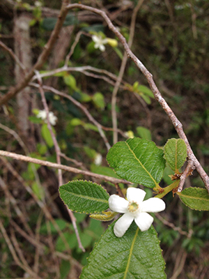 Samyda dodecandra