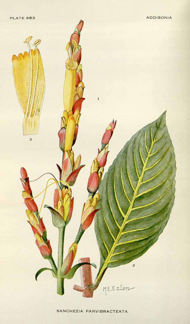 Sanchezia parvibracteata