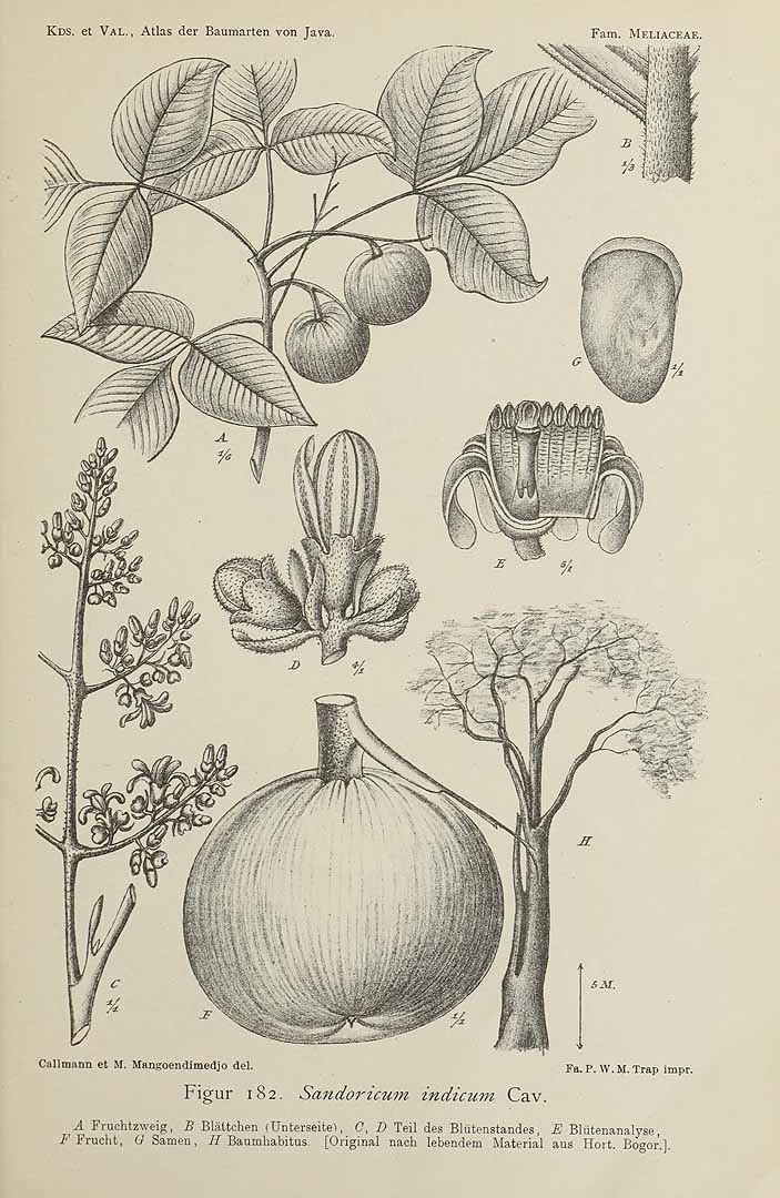 Sandoricum koetjape