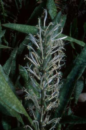 Sansevieria hyacinthoides