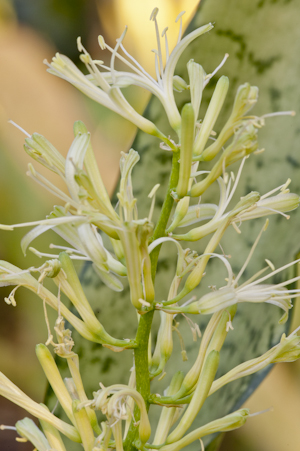 Sansevieria hyacinthoides