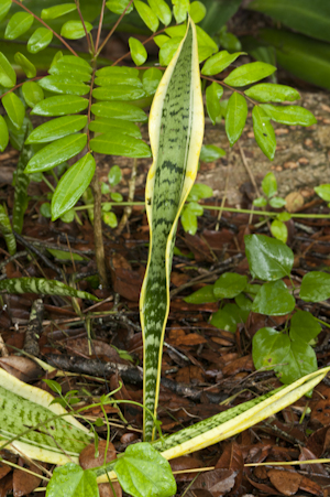 Sansevieria trifasciata