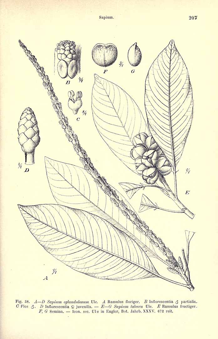 Sapium laurifolium