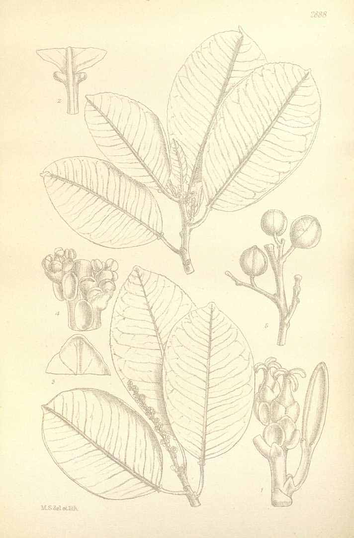 Sapium laurocerasus