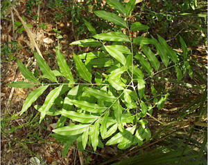 Sapindus saponaria