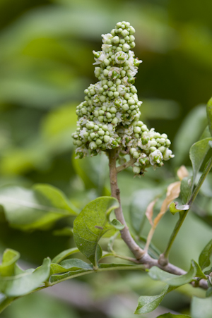 Sapindus saponaria