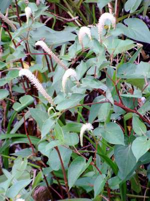 Saururus cernuus