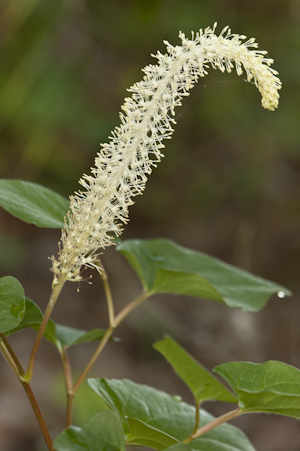 Saururus cernuus