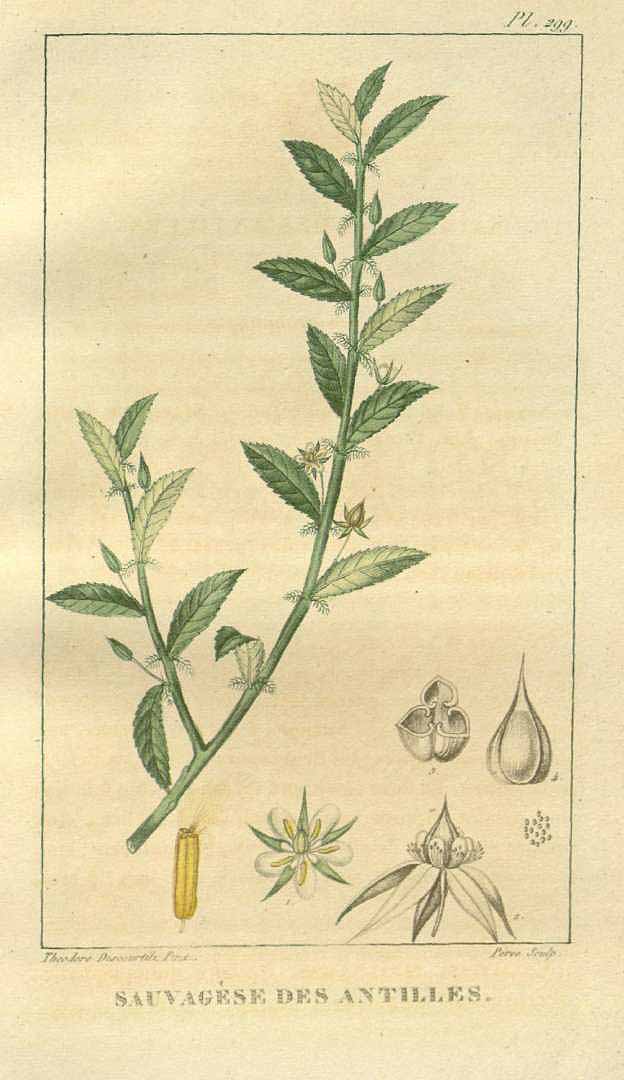 Sauvagesia erecta
