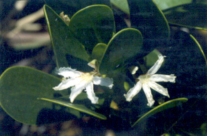 Scaevola plumieri