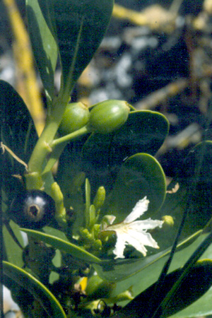 Scaevola plumieri