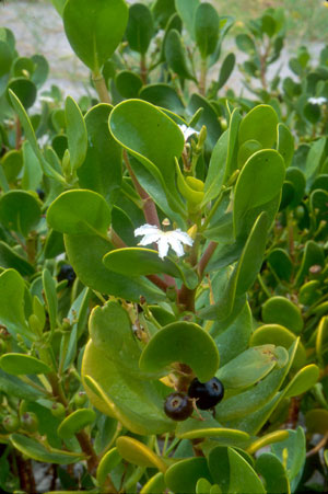 Scaevola plumieri