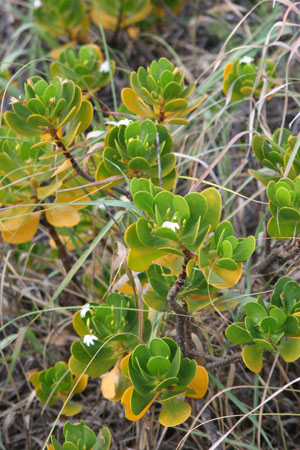 Scaevola plumieri