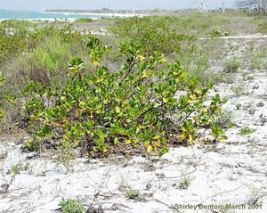 Scaevola plumieri