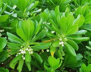 Scaevola taccada