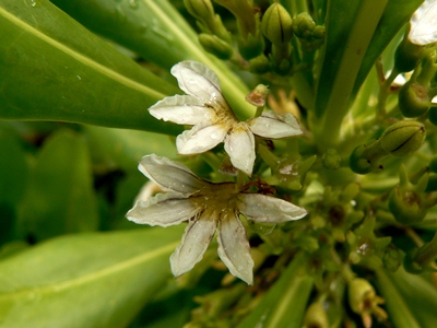 Scaevola taccada