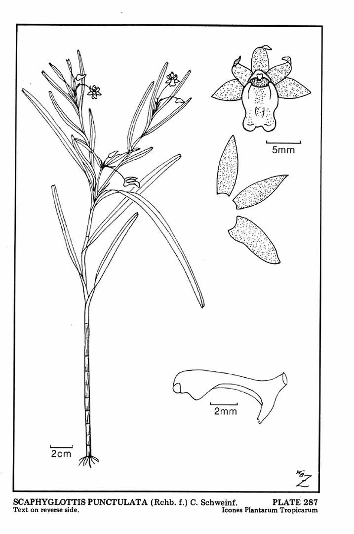 Scaphyglottis punctulata