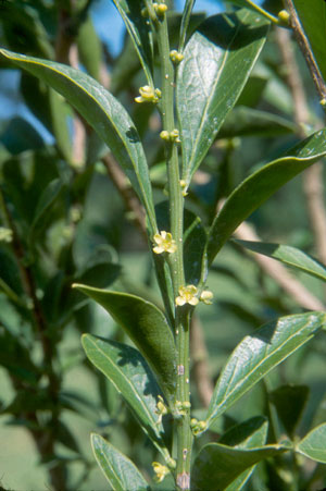 Schaefferia frutescens