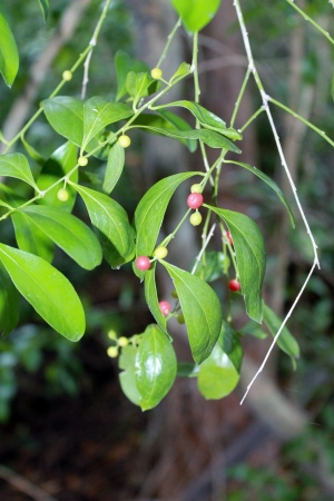 Schaefferia frutescens