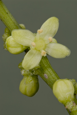 Schaefferia frutescens