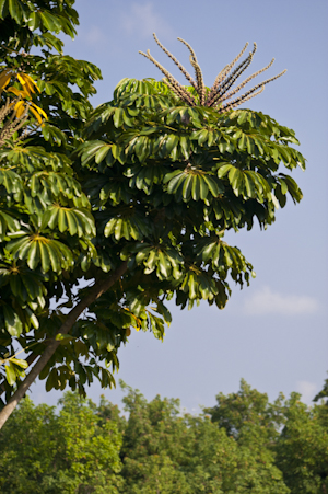 Schefflera actinophylla