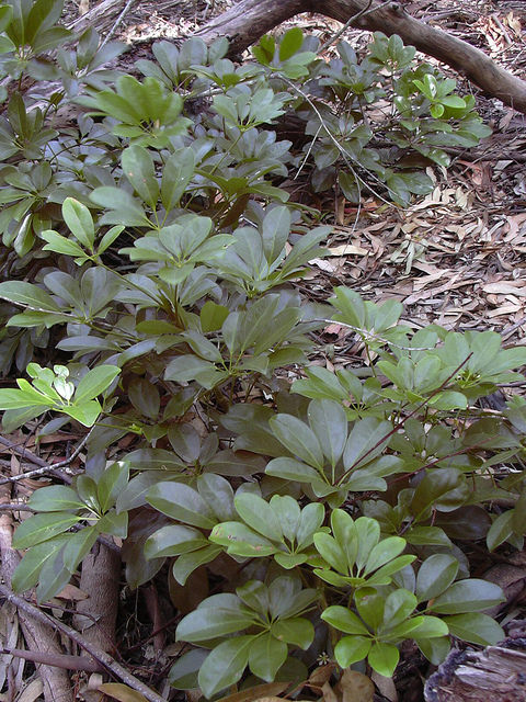 Schefflera arboricola