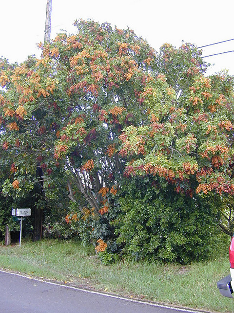 Schefflera arboricola