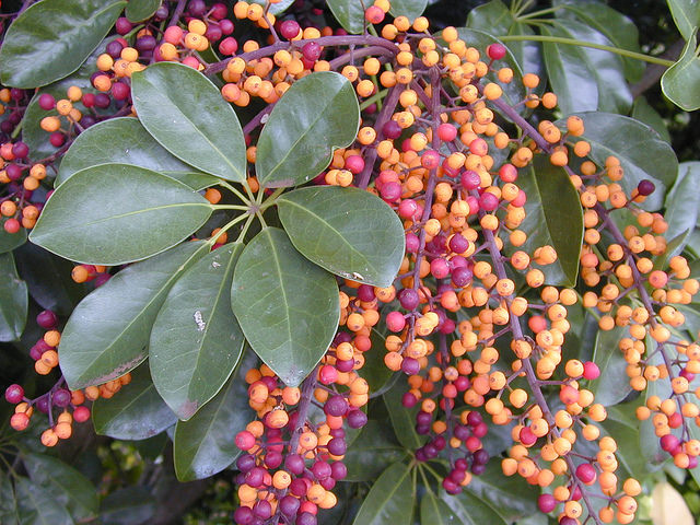 Schefflera arboricola