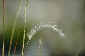 Schizachyrium gracile