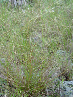 Schizachyrium gracile