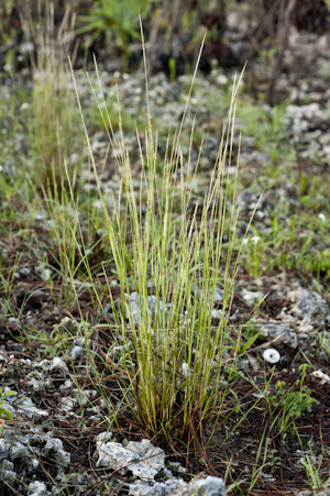 Schizachyrium gracile