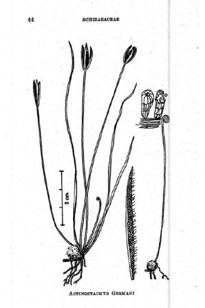 Actinostachys pennula