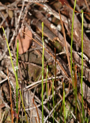 Actinostachys pennula