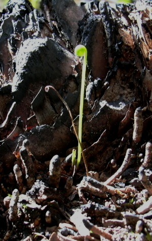 Actinostachys pennula