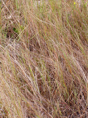 Schizachyrium rhizomatum